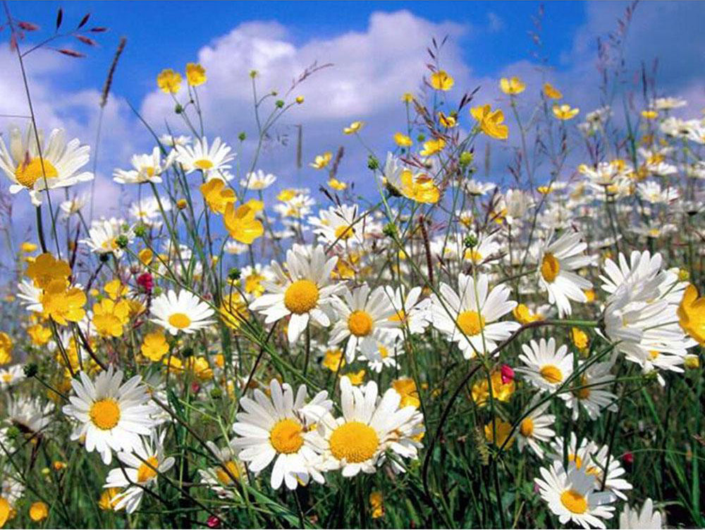 White Daisies and Blue Sky Paint by Numbers