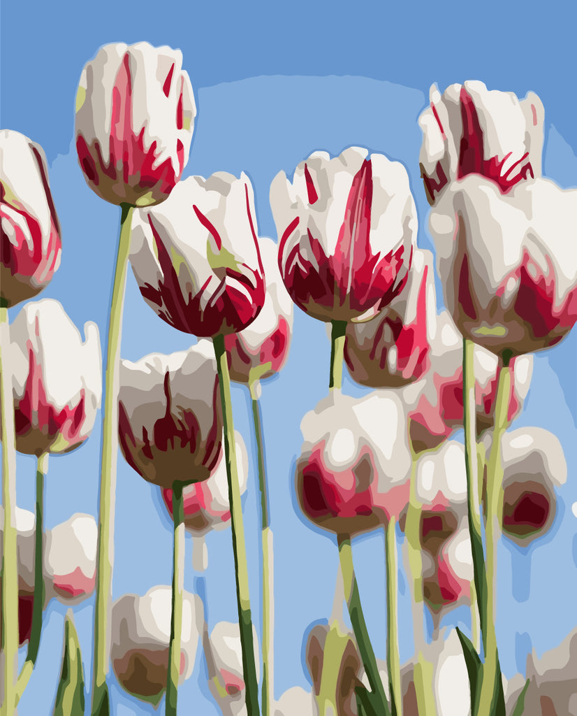 White Pink Tulips Paint by Numbers