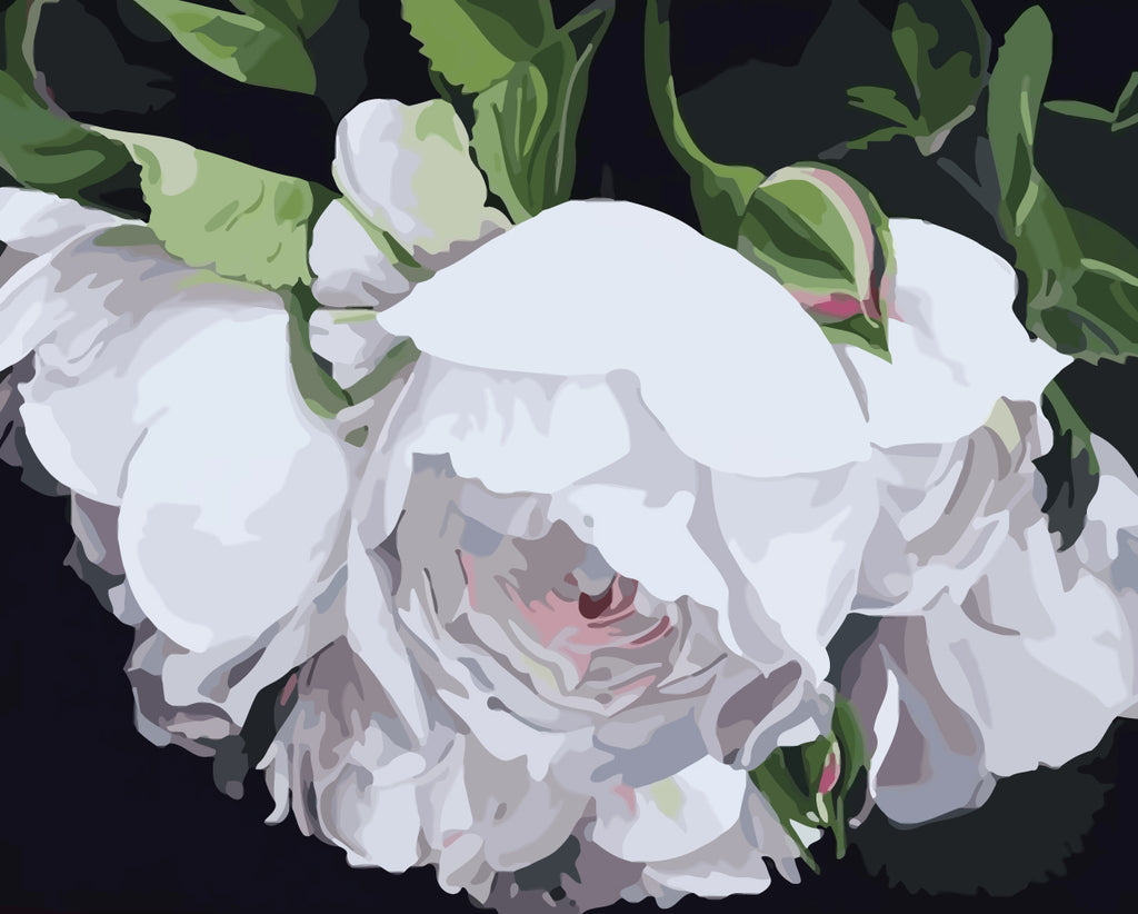 White Roses Paint by Numbers