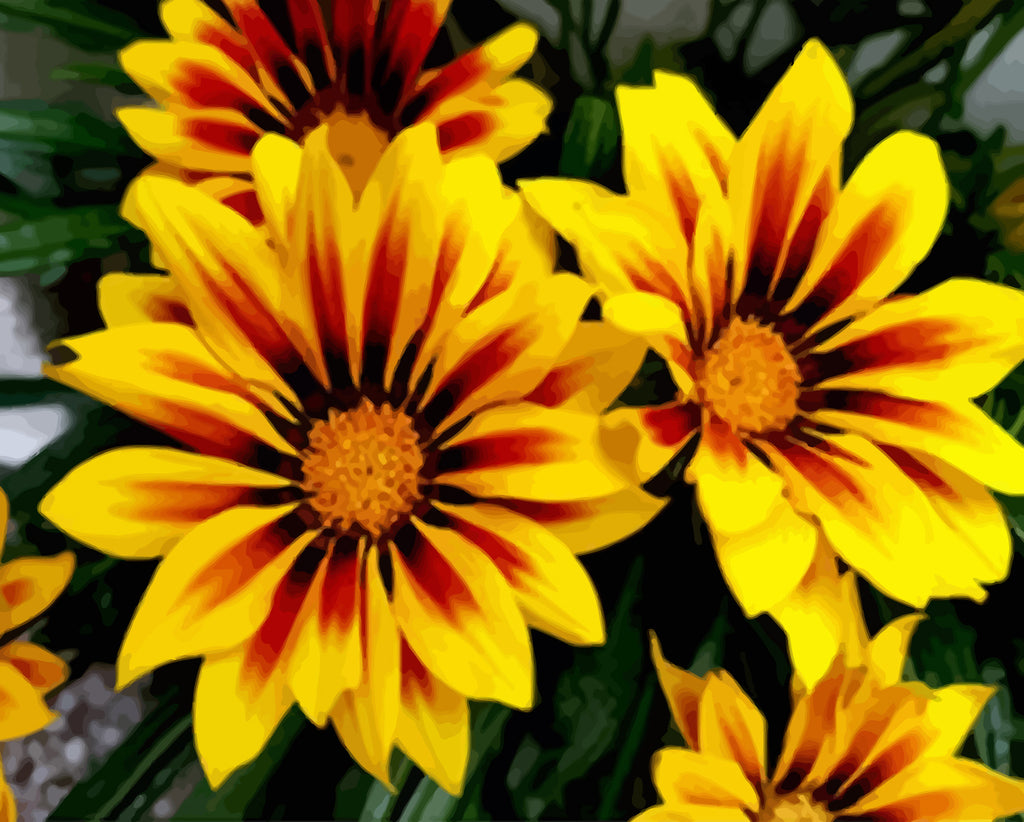 Yellow Chrysanthemums Paint by Numbers