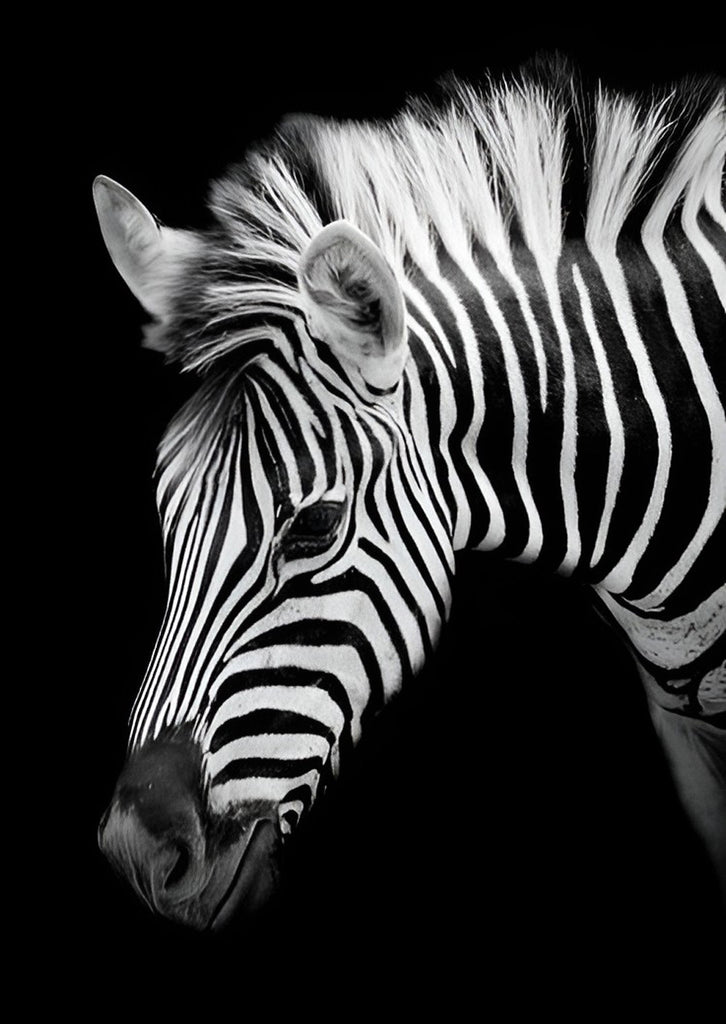 Zebra in the Dark Paint by Numbers